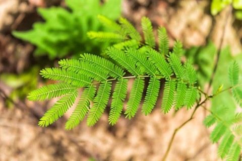 Bright green leaf acacia tree in the jungles of Malaysia