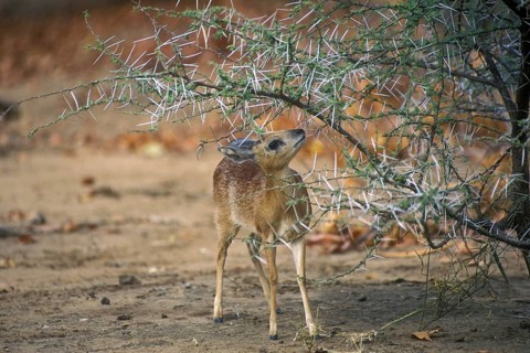 Sharpe's grysbok (Raphicerus sharpei) under thorn bush, Kruger National Park, South Africa, Africa