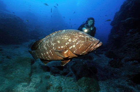 Diver looking at swims very close to very large specimen of dusky grouper (Epinephelus marginatus)