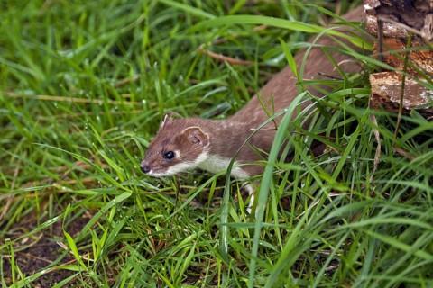 Stoat, short-tailed weasel (Mustela erminea) hunting in meadow