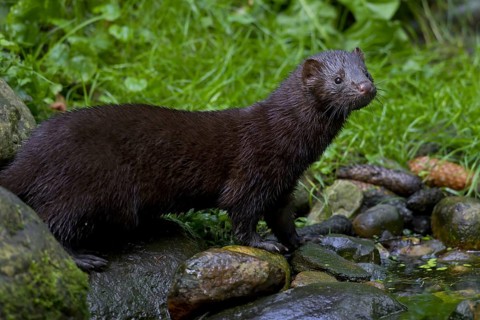 American mink (Neovison vison, Mustela vison), mustelid native to North America on river bank