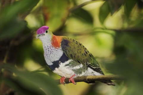 Superb fruit dove (Ptilinopus superbus), male, captive, occurring in Asia and Australia