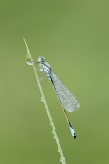 Blue-tailed damselfly (Ischnura elegans), male with dewdrops, North Rhine-Westphalia, Germany,