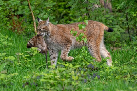 Hunting Eurasian lynx (Lynx lynx) walking with caught muskrat (Ondatra zibethicus) prey in its