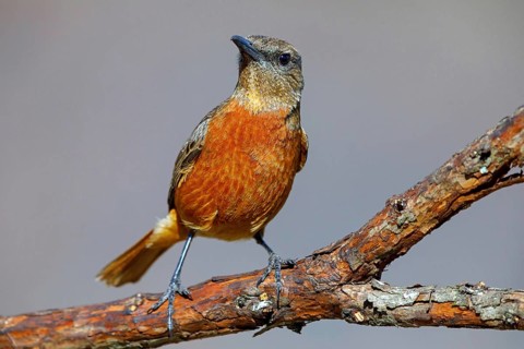 Cliff thrush, (Monticola rupestris), Monticole rocar, Cape rock thrush, A31, Mokhotlong District,