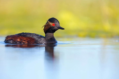 Black-necked grebe (Podiceps nigricollis), swimming in the water, Hides de El Taray / Floating Hid,