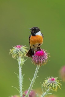 Stonechat, (Saxicola torquata), foraging, male, Eich, Rhineland-Palatinate, Germany, Europe