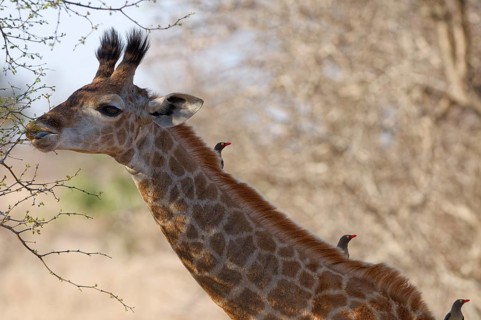 South African giraffe (Giraffa camelopardalis giraffa) with three red-billed oxpeckers (Buphagus