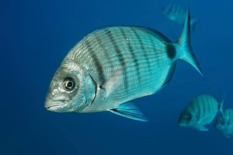 Close-up of Great White Seabream (Diplodus sargus), East Atlantic, Fuerteventura, Canary Islands,