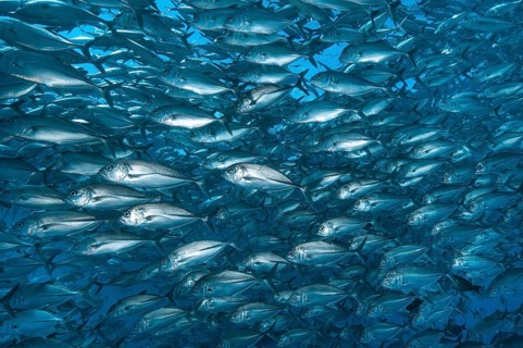 Large shoal of bigeye trevallies (Caranx sexfasciatus) Bigeye jack mackerel swimming in open sea,
