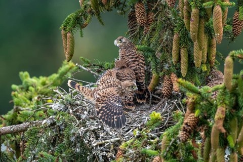 Common kestrel (Falco tinnunculus), young birds not yet ready to fly in the nest,