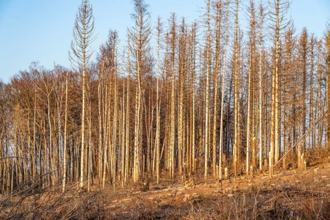 Cleared forest area north of the village of Hirschberg, Soest district, dead spruce stands were