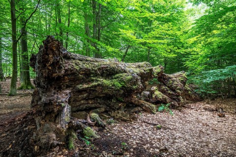The Sababurg primeval forest, or primeval forest in the Reinhardswald, is a 95-hectare biotope