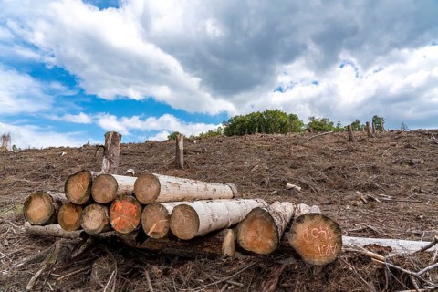 Forest dieback in Sauerland, north of Lüdenscheid, cleared area, diseased trees, over 70 per cent