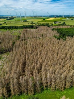 Cleared forest in the Eggegebirge, near Lichtenau, Paderborn district, site of a spruce forest that