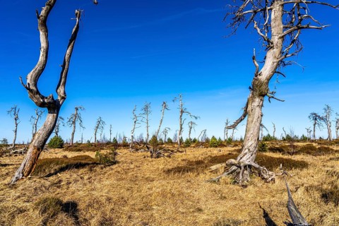 Noir Flohay ghost forest, remnants of a forest fire from 2011 in the High Fens, high moor, in the