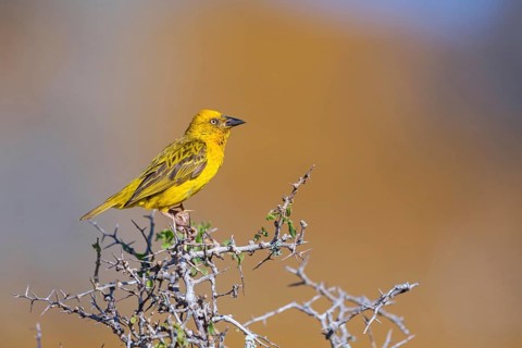 Cape weaver (Ploceus capensis), West Coast National Park, Langebaan, Western Cape, South Africa,