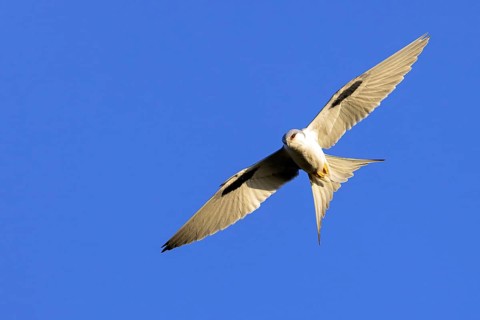 Swallow-tailed Kite, (Chelictinia riocourii), also Scissor-tailed Kite, African Swallow-tailed