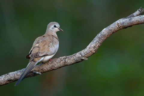Black-billed wood dove (Turtur abyssinicus), on perch, Tendaba camp / Tendaba photo hid, Kwinella,