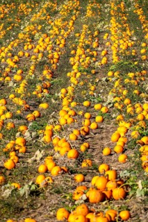 Pumpkin field, ripe pumpkins, shortly in front of harvest, near Neuss, North Rhine-Westphalia,