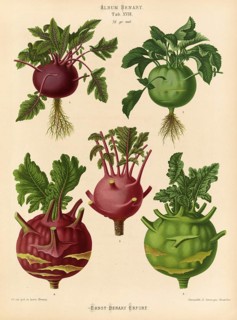 Vegetables, white and red kohlrabi, blue kohlrabi, after Ernst Samuel Benary (10 November 1819, 19