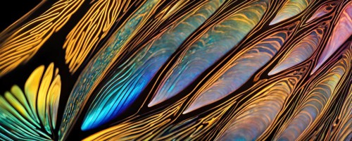 Vibrant butterfly wing with iridescent scales and network of veins, AI generated