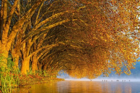 Autumn colours at the Platanen Allee, Hardenberg Ufer, lakeside path at Lake Baldeney, near Haus