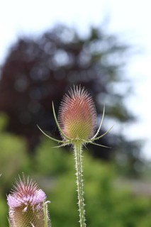Wild teasel (Dipsacus fullonum), with flower wreath with bokeh in the background, Haiger, Hesse,