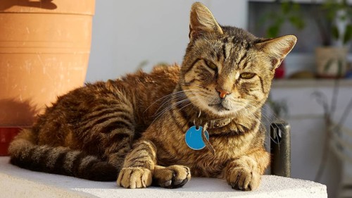 Tabby cat lies comfortably with blue collar in the sun, cat, Pyles, west coast, mountain village,