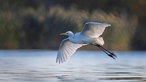 Great White Egret (Ardea alba) Winter visitor, migratory bird, resting bird, flying, foraging, lake