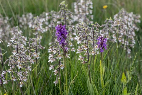 Marsh helleborine (Epipactis palustris) and Southern marsh orchid (Dactylorhiza praetermissa) mass