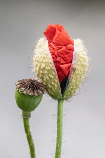 Poppy flower (Papaver rhoeas), opening flower and seed capsule, Mecklenburg-Western Pomerania,