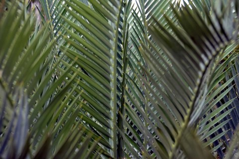 Karoo Palm Fern, Encephalartos lehmannii, South Africa, Africa