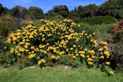 Kirstenbosch Botanical Garden, Landscape with pincushion protea (Protea Leucospermum cordifolium),