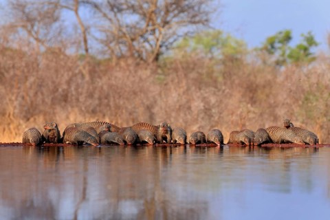 Zebra mongoose (Mungos mungo), adult, group, at the water, drinking, Kruger National Park, Kruger