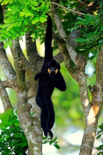 Southern Yellow-cheeked gibbon (Nomascus gabriellä), adult, male, hanging in tree, swinging from