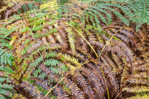 Bracken fern (Pteridium aquilinum), Emsland, Lower Saxony, Germany, Europe