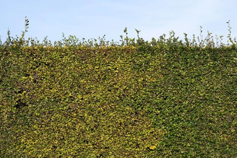 High hedge, Humlebæk, Nivå Bugt, Hovedstaden, Øresund coast, Denmark, Europe