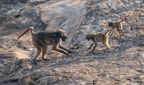 Chacma baboons (Papio ursinus), adult playing with two cubs, on stones, Kruger National Park, South