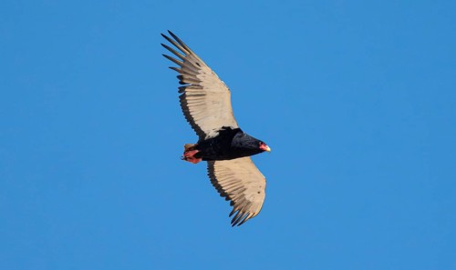 Bateleur (Terathopius ecaudatus), adult, in flight against a blue sky, Etosha National Park,