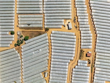 Plastic greenhouses with strawberry cultivations near the town of Lepe. Aerial view. Drone shot.