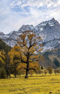 Maple tree with autumn leaves, autumn landscape in Rißtal with Spritzkarspitze, Großer Ahornboden,