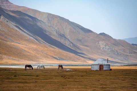 Horses at a traditional Kyrgyz yurt between golden meadows, Burkhan Valley, Terskey Ala-Too, Tien