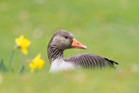 Portrait of a grey goose (Anser anser) in a meadow in spring next to daffodils, Hesse, Germany,