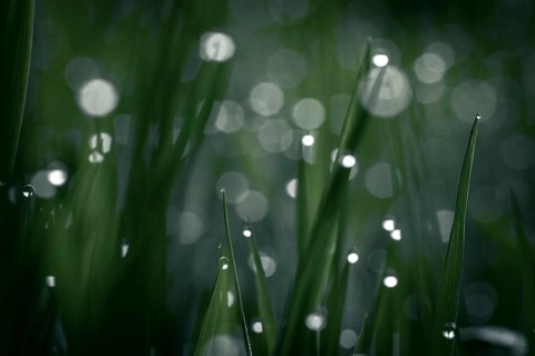 Blades of grass in detail with dewdrops, Mindelheim, Bavaria, Germany, Europe