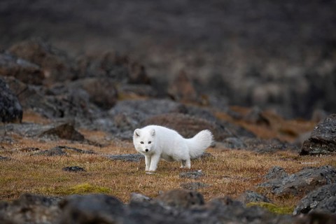 Arctic fox (Vulpes lagopus) in winter coat, Straumsland, Spitsbergen, Svalbard, Norway, Europe