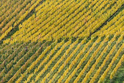 Vineyards in autumn, Rotenberg, Stuttgart, Baden-Württemberg, Germany, Europe