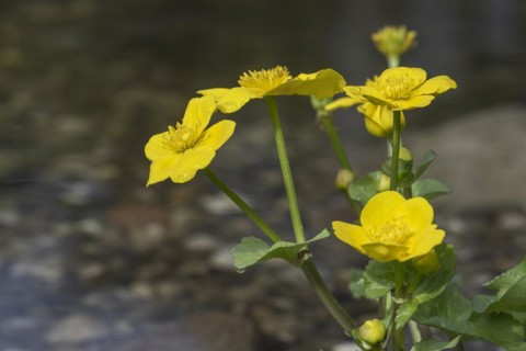 Marsh marigold (Caltha palustris), Emsland, Lower Saxony, Germany, Europe