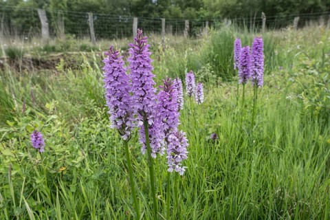 Southern marsh orchid (Dactylorhiza praetermissa), Emsland, Lower Saxony, Germany, Europe