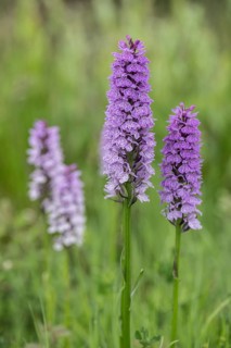 Southern marsh orchid (Dactylorhiza praetermissa), Emsland, Lower Saxony, Germany, Europe